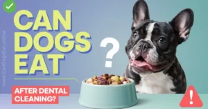 Can Dogs Eat After Dental Cleaning What You Need to Know