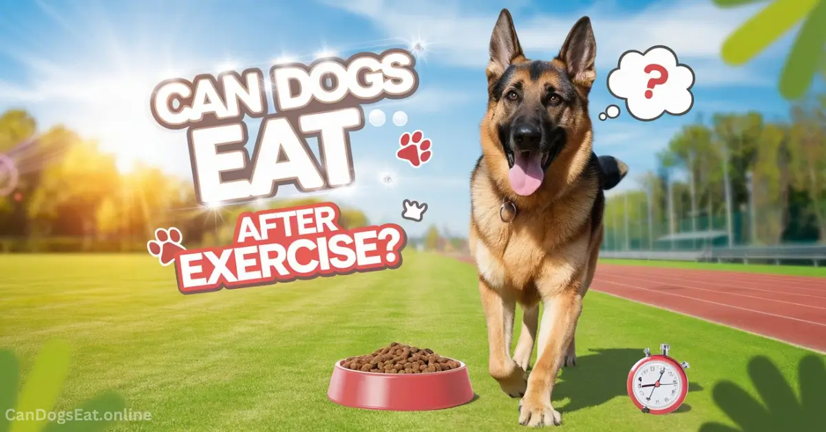 Can Dogs Eat After Exercise Safe Feeding Tips & Timing