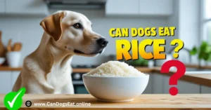 Can Dogs Eat Rice? What to Give My Dog for Diarrhea