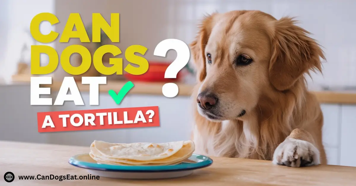 Can Dogs Eat a Tortilla Is It Safe or Harmful