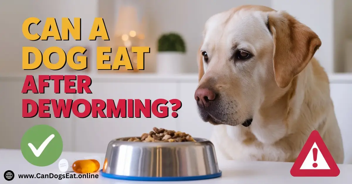 Can a Dog Eat After Deworming