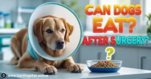 Can Dogs Eat After Surgery? What You Need to Know